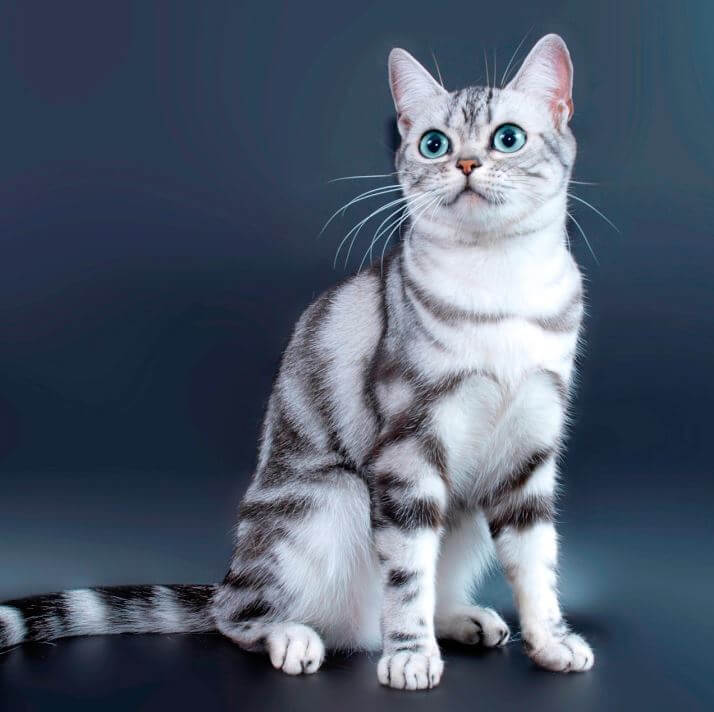 domestic shorthair cat 6