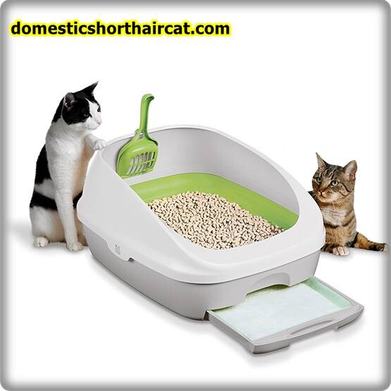 Pee Wee Cat Litter System 4