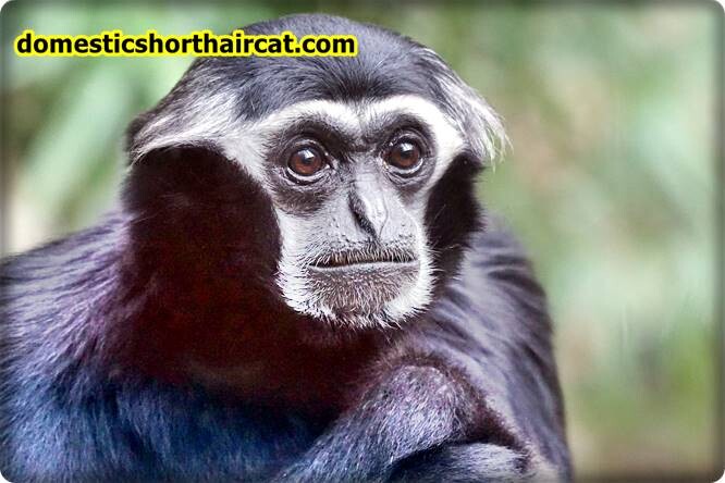 Primates-eyebrows-4 Animals With Eyebrows - Top 5  