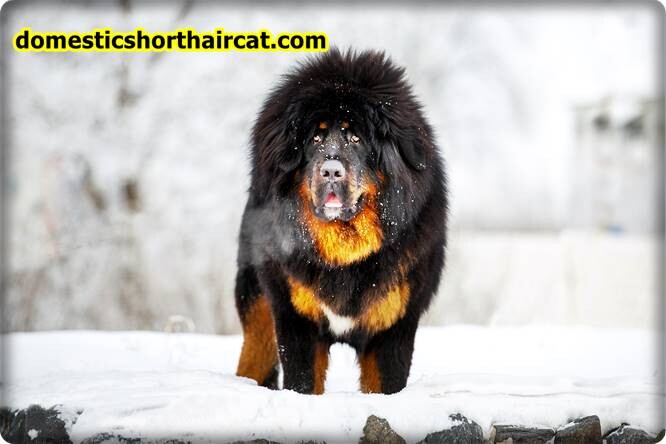 Tibetan Mastiff