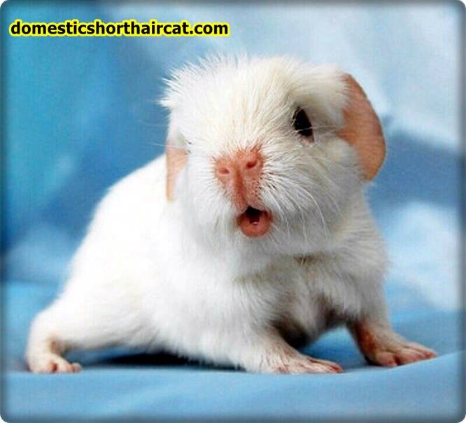 White Guinea Pigs