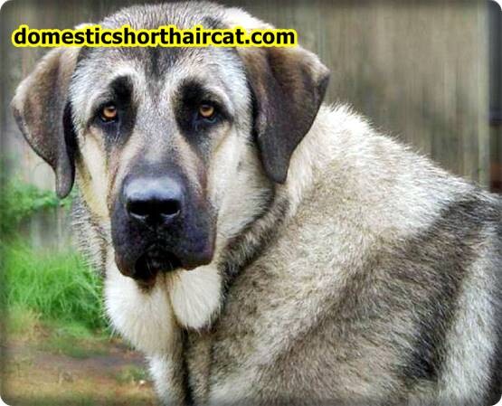 anatolian shepherd breeders 4