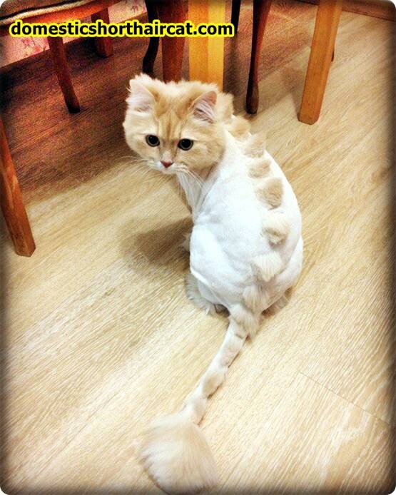 teddy bear cat haircut 3