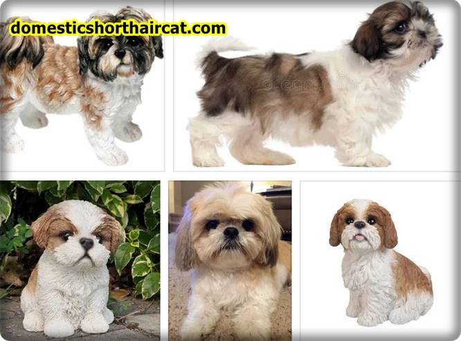 Brown and White Shih Tzu