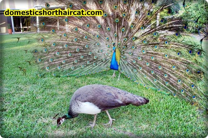 Peakcock-and-Peafowl-2 Peacock and Peafowl  