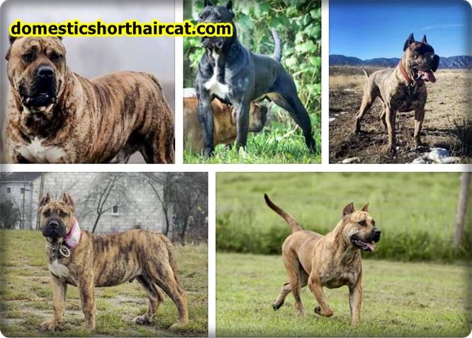 Pitbull-Mix-With-Presa-Canario-2 Pitbull Mix With Presa Canario  