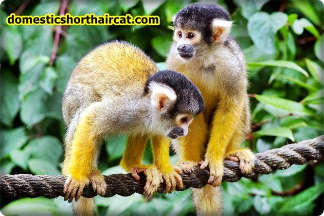 Squirrel-monkeys Animals With Bad Memory  