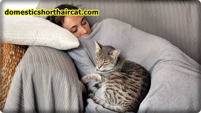 do-cats-protect-you-while-you-sleep-2 Do Cats Protect You While You Sleep?  